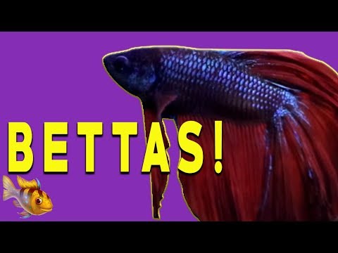 Betta Fish 10 Gallon Tank Setup ~ Three Of Our Bettas!