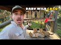 My AFRICAN WILDCATS Are Having BABIES Rare Footage