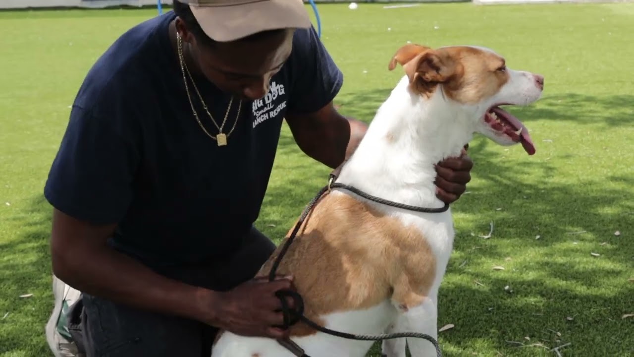 Enlarge Buddy AKA Spruce 7609, a Adoptable Labrador Retriever in Bedford, NH video 6/6