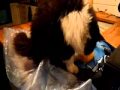 Funny Cat Video Oscar Kills The Yellow Mouse