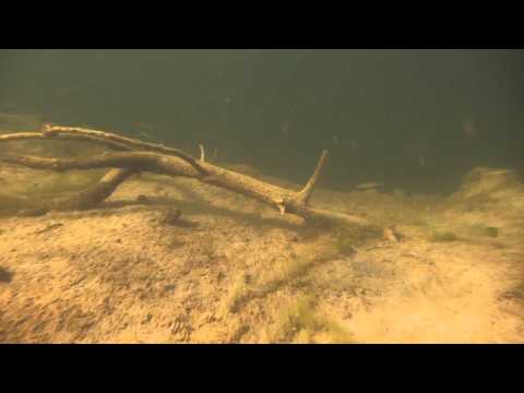 Klif na głębokości ~8m/Cliff at ~8 meters depth,Snorkeling - Tauchen im Helenesee - Frankfurt Oder