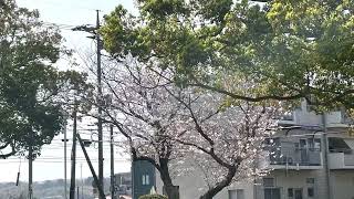 【下関市】山の田3号公園の桜