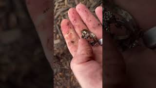 Metal Detecting Before The Snow Falls. Michigan