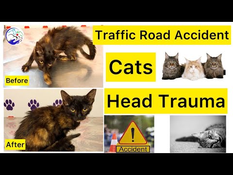 Head Trauma | Complete Recovery of Cat road accident |
