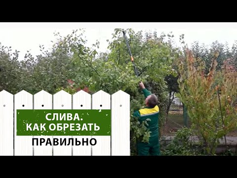 Обрезка сливы. Как сделать её правильно и не навредить растению