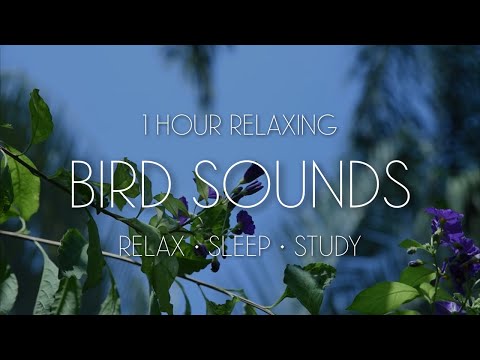 Black Screen Guided Meditation for Relaxation Overthinking Whimsical Garden Visualization