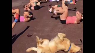 Dog workout