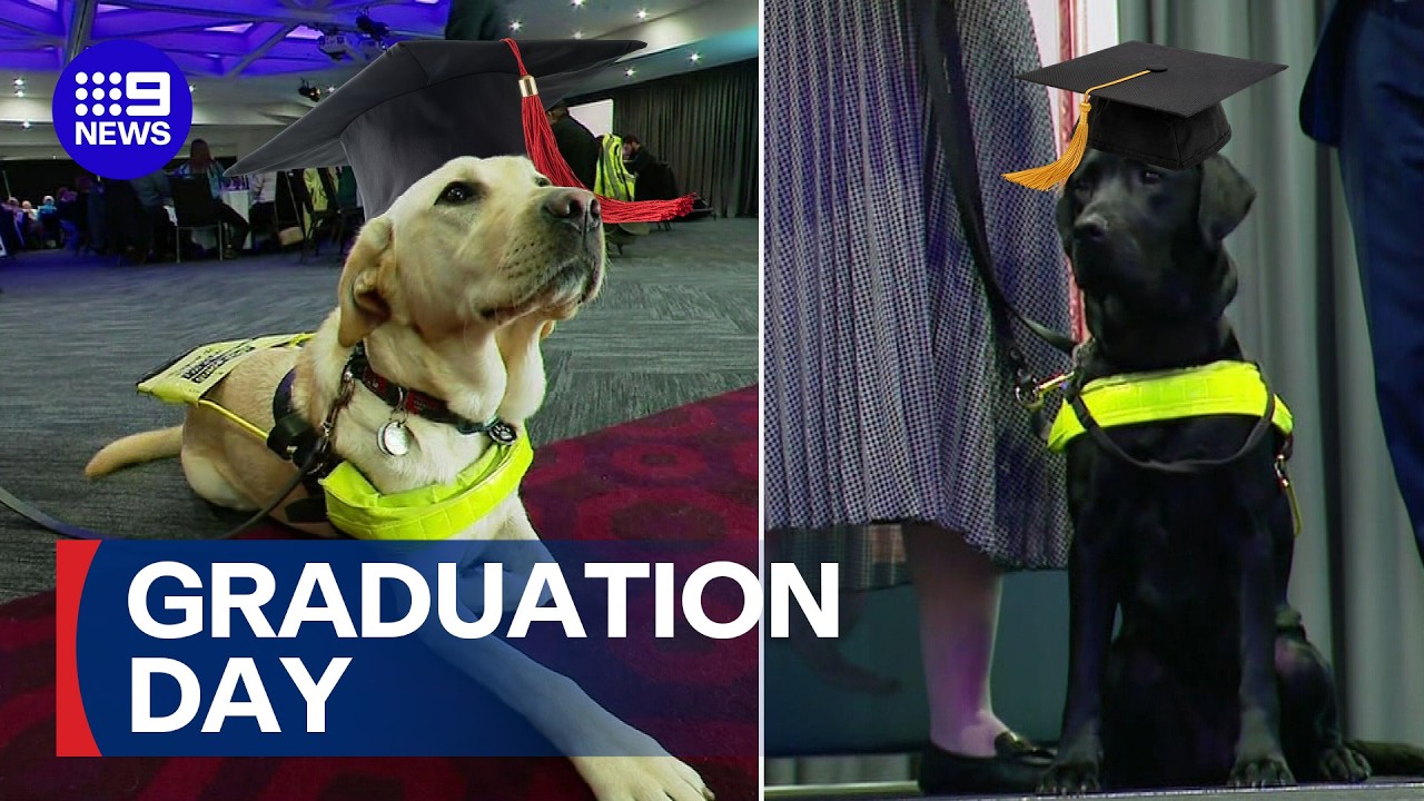 Say hello to Australia's newest guide dogs | 9 News Australia