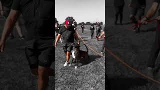 39 boxer fuss entrenos