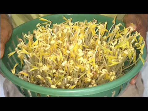 How I Grow Monggo Beans Sprouts at Home | Mung Bean Sprouts