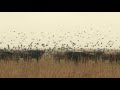 Staatsbosbeheer: mogelijk vogelgriep in Oostvaardersplassen, blijf uit de buurt van dode dieren