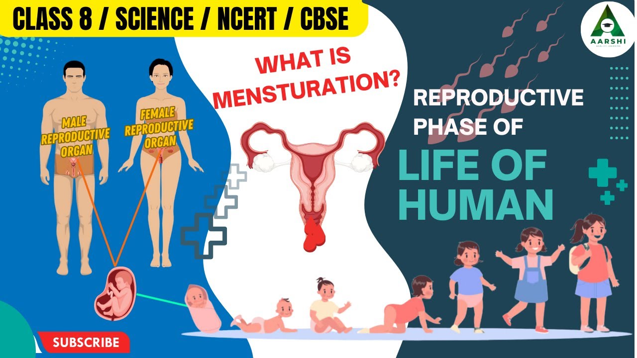 AARSHI l Reproductive Phase of Life in Human l Class 8 l Science l CBSE l KG to PG