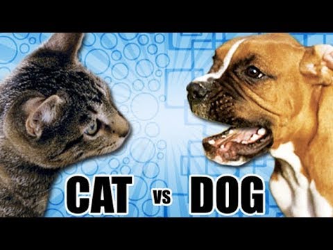 Cats vs Dogs as pets