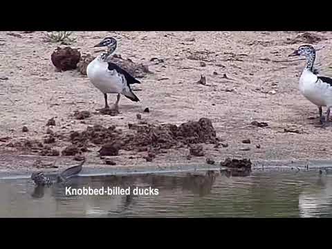 How to chase away a Nile Monitor? Djuma, Nov 26 2020