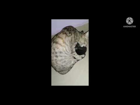 cat kids for sale rs 250