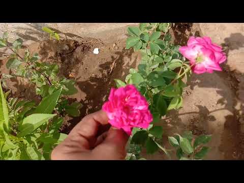 Rose short video 🌹🌹🌹🌹