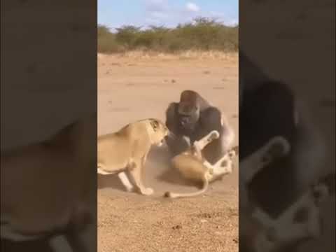 Gorilla vs Lions: Epic Safari Encounter Caught on Camera #viral #shorts