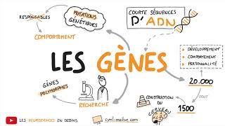 Vignette de [VIDÉO] LES GÈNES - Les neurosciences en dessins