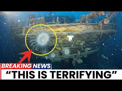 Underwater Robots Find Shackleton’s Endurance Shipwreck What They Saw Beneath the Ice