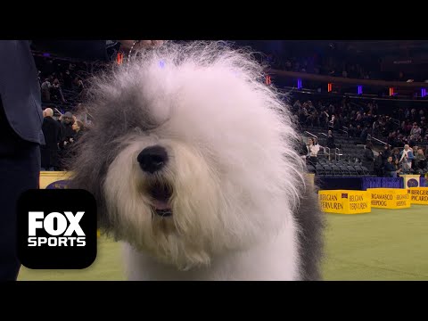 The Herding Group 🐕 2026 Westminster Dog Show