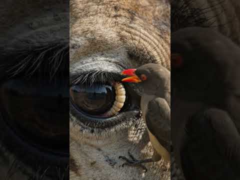 #wildlife #oxpecker #animals #birds