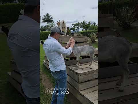 , title : 'Mini Cabras Pigmea en Colombia. Cabras enanas Africanas'