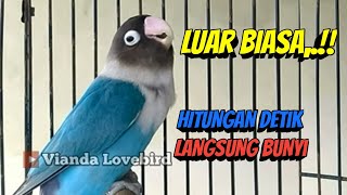 Download lagu LUAR BIASA, Hitungan Detik Lovebird Macet BISU Terpancing BUNYI, Suara LB Fighter Ngekek Panjang mp3 Download lagu LUAR BIASA, Hitungan Detik Lovebird Macet BISU Terpancing BUNYI, Suara LB Fighter Ngekek Panjang mp3