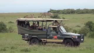 preview picture of video 'Serengeti, Safari, Tanzania. Kahvaltılarını yapmış olmalılar, yoksa bu kadar kibar davranmazlar)'