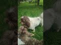 Shih Tzu dogs for sale: Shih Tzu Puppy 1 - Video 1