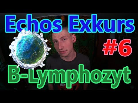 Echos Exkurs #6 - B-Lymphozyt
