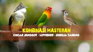 Download lagu Kombinasi Masteran | Cucak Jenggot - Lovebird - Gereja Tarung mp3 Download lagu Kombinasi Masteran | Cucak Jenggot - Lovebird - Gereja Tarung mp3