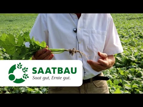 Raps im Herbst - was ist zu beachten? 2016