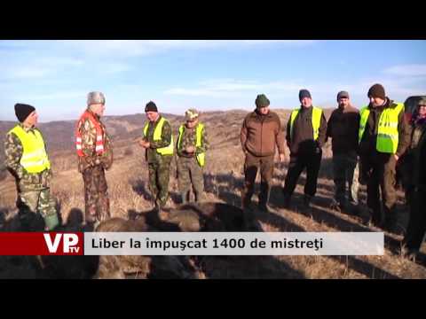 Liber la împușcat 1400 de mistreți