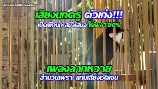 เสียงนกกรงหัวจุก | เพลงลากหวาย นกครูตัวเก่ง!! เสียงชัดเจน เปิดสม่ำเสมอได้ผล100% | #เสียงฝึกลูกนก
