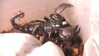 Emperor Scorpion for Sale (Sold) Emperor Scorpion for Sale (Sold)