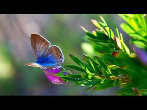 A. Vivaldi: RV 50 / Sonata for flute & b.c. in E minor - [doubtful] - Part I / J.Ch. Frisch