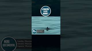 Vaquita marina #animales #animal #animals #fauna #naturaleza #vaquitamarina