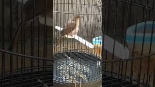 Download lagu Merbah Mata MERAH Jantan 🦜🦚 mp3