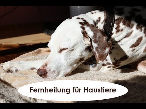 Fernheilung für Haustiere