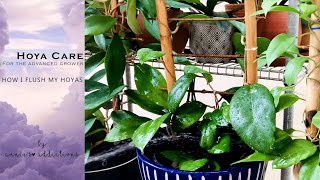 Download Lagu Hoya care for the advanced grower | How I flush my Hoyas Thumbnail