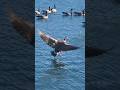 TWO CANADA GEESE JOIN THEIR GROUP  IN THE WATER! #youtubeshorts #nature #shorts #geese #water