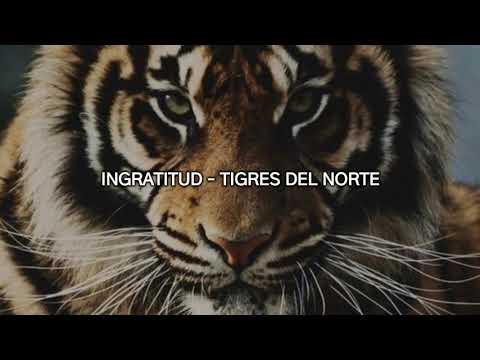 ingratitud - tigres del norte letra