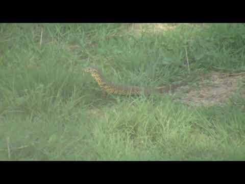 Djuma: Water Monitor Lizard on the move looking for dinner  - 15:01- 12/24/18