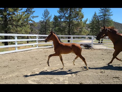 Valverde x Fackeltanz x Sir Donnerhall 2022 GOV colt