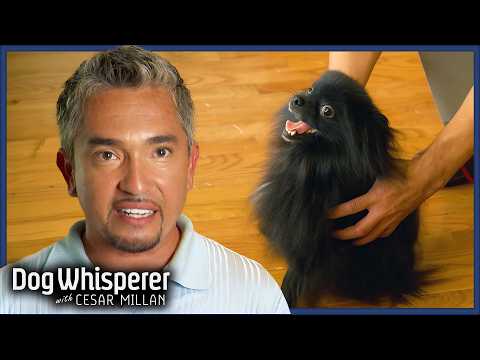 Pomeranian’s Separation Anxiety Is Spinning Out of Control! | Dog Whisperer with Cesar Millan