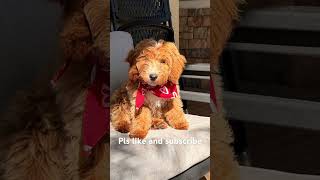 Download lagu My cute puppy mp3
