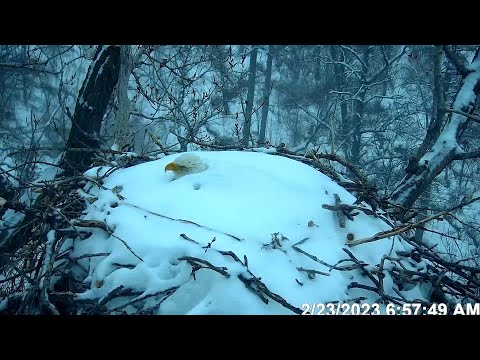 Eagle Cam: Timelapse of Snow Cover