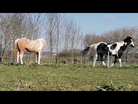 Když se zamiluje kůň 💞