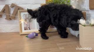 トイプードルの動画01