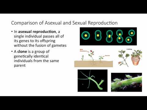 Chpt 13 - Meiosis